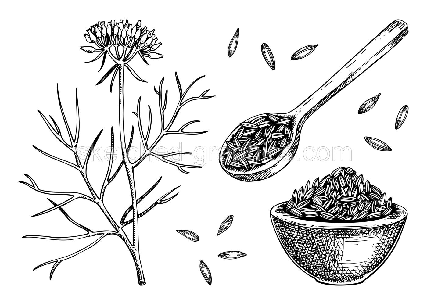 Cumin sketches set. Kitchen spice drawing. Indian herbs and spices hand-drawn vector illustration. NOT AI genereted Illustration